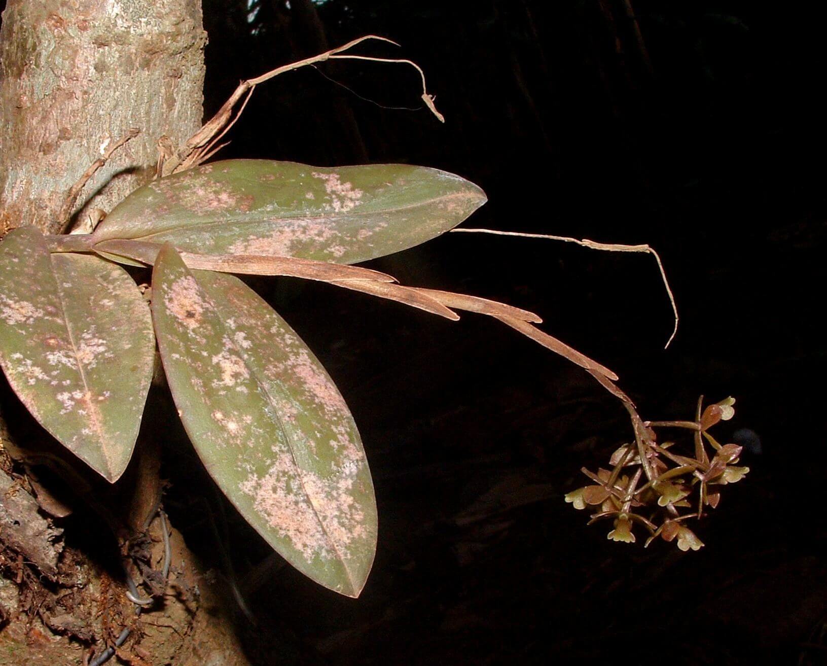Epidendrum anceps